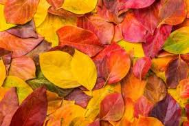 Want to test your knowledge about autumn? Autumn Facts For Kids Lovetoknow