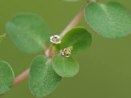 Image result for Euphorbia serpens