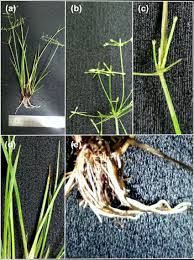 Image result for Cyperus haspan