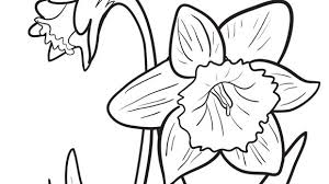 ← free printable daffodil template. Daffodil Flower Coloring Page Creative Art