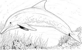 Children love to know how and why things wor. Get This Free Printable Dolphin Coloring Pages For Kids 39185