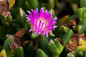 Image result for Carpobrotus