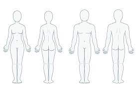 If a body texts a body: Blank Body Anatomy Chart Pre Designed Illustrator Graphics Creative Market
