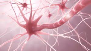 Symptomene skyldes inflammasjon (betennelsesforandringer) i avgrensede områder av hjernen og. Neurologische Behandlung Therapie Von Multipler Sklerose Bremen
