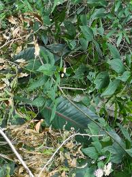 Image result for Monanthotaxis buchananii