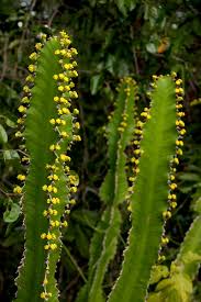 Image result for Euphorbia halipedicola