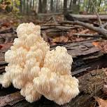 Medicinal Mushrooms Workshop