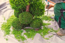 How do you find a reliable tree trimming service near you and what should know before you approach one? Tree Service Removal Tree Doctor Cabling Tree Cutting Madison Al