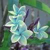 We offer grafted plants for sale. 1