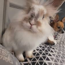 Image result for tbn:nuNU7FPK4A54yM::rvforsaleguide.com/images/bunny-resting-picture.jpg