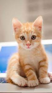 Pin By Sherri Sams On Chats Chatons Felins Cute Cat Wallpaper Cat Background Baby Cats