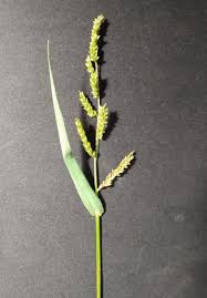 Image result for Echinochloa utilis