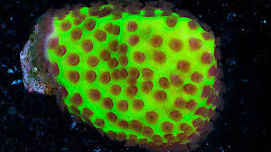 Dinosaur Egg Montipora Coral Marine Aquarium Fish Aquarium Fish Marine Aquarium