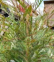Image result for Grevillea