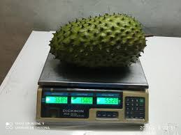 Cara pendebungaan buah durian belanda sirsak rahsia besar dan lebat. Lembah Db Trigona Publicaciones Facebook