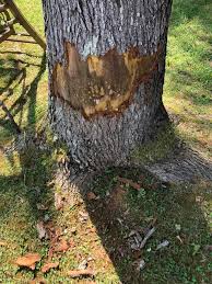 So, this happened last night. Any idea what critter visited? Update: it  appears that the activity was limited to that one evening, so guessing the  folks that declared BEAR, were