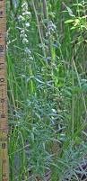 Image result for Galium stenophyllum