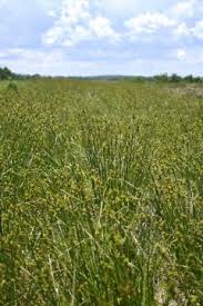 Image result for Pycreus gracillimus