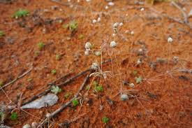 Image result for Hypertelis cerviana