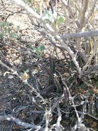 Image result for Feretia aeruginescens