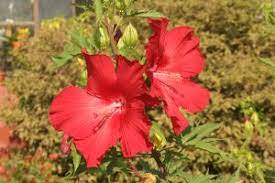 One of the best pure red hibiscus. Hibiscus Lord Baltimore Wisconsin Horticulture