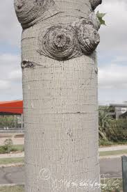 Image result for Brachychiton australis