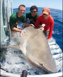 Costs $1000 a pop but if you are in a pvp. Pictured Capture Of The 1 000 Pound Bull Shark Lurking Around The Florida Keys Daily Mail Online