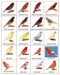 Birds Of South Africa Identification Types Of Birds Canary Birds Bird Breeds Pet Birds