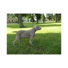 Image result for výmarský krátkosrstý ohař