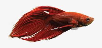 Download Betta Fish Google Search Red Betta Fish Png Transparent Png 706x308 Free Download On Nicepng