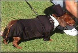 Top Hat And Tails Wedding Pets Dog Wedding Cat Wedding