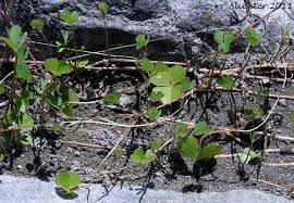 Image result for Marsilea vera