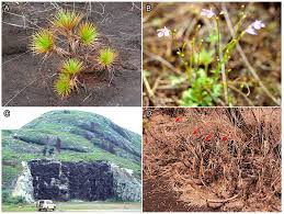 Image result for Crepidomanes chevalieri