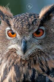 May 29, 2021 · an extremely rare owl with bright orange eyes that hadn't been seen in more than a hundred years has been rediscovered in malaysia. A Beautiful Owl With Bright Orange Eyes Stock Photo Picture And Royalty Free Image Image 72200412