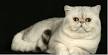 British Shorthair — Full Profile, History, and Care