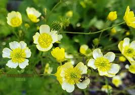 Image result for Ranunculus acris