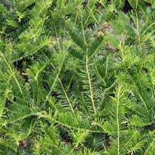 Wide ranging adaptability makes this evergreen shrub a real problem solver in most landscapes. Southern Living Plant Collection 2 5 Qt Plum Yew Yewtopia Live Evergreen Shrub Dark Green Needled Foliage 08071 The Home Depot Southern Living Plant Collection Southern Living Plants Plum Yew