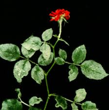 Responsible for most common rose diseases, but the rose rosette virus is the most economically important rose pathogen at this time. Powdery Mildew Trees Shrubs Wisconsin Horticulture