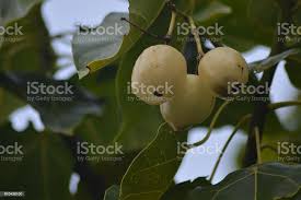 Image result for Aphloia theiformis