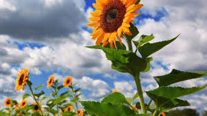 Bunga matahari atau dengan nama lain helianthus annuus l. 9 Cara Merawat Bunga Matahari Agar Cepat Berbunga Ilmubudidaya Com