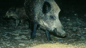 Maybe you would like to learn more about one of these? Wild Boar 1 2 Health Risks And Current Situation Articles Pig333 Pig To Pork Community