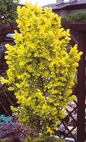 Japanische sicheltanne, die durch ihre gebogenen nadeln besticht. Schnellwachsende Baume