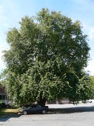 Image result for Maclura