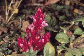 Image result for Striga gesnerioides