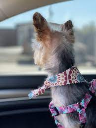 When i got my first yorkie puppy i wanted to find a great groomer to tend to her and give her a proper yorkie cut not a poodle or schnauzer cut. La Mirada Pet Gift Cards California Giftly