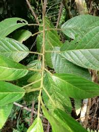 Image result for Maesobotrya