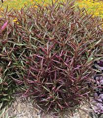 Plants of the genus may be known generally as joyweeds, or joseph's coat. Burgundy Threadleaf Joseph S Coat Alternanthera Dentata Proven Winners