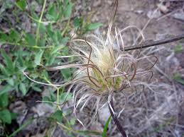 Image result for Clematis hirsuta