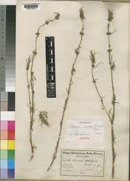 Image result for Spermacoce subvulgata