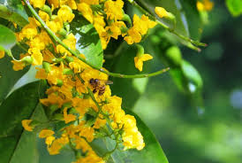 Planting trees here will help protect the habitats of several endangered species of wildlife. 9 Philippine Native Trees Better Than Cherry Blossoms